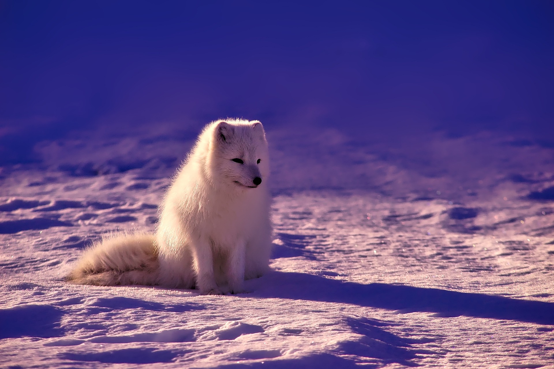 A fox in the snow